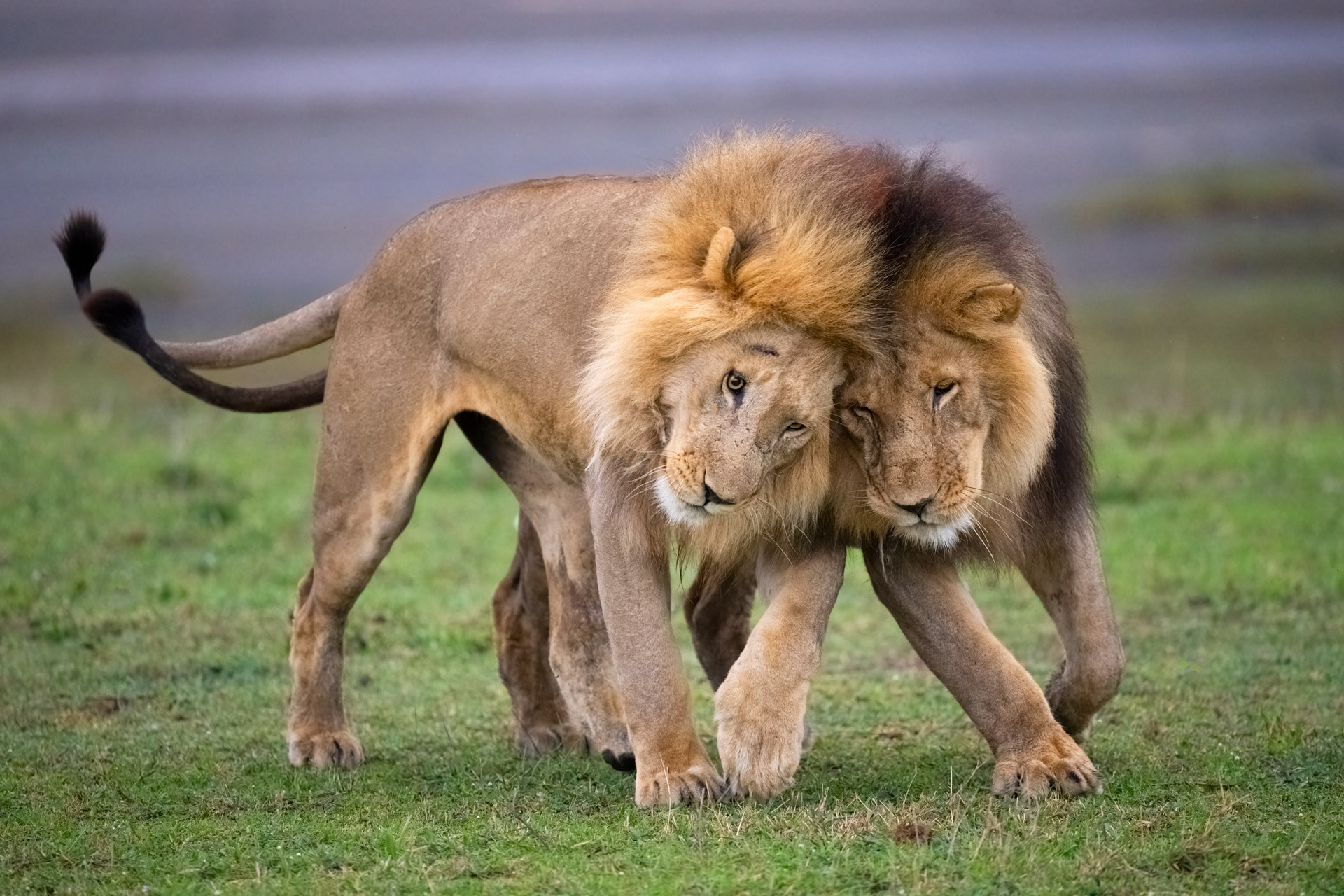 Most dangerous animal in Tarangire