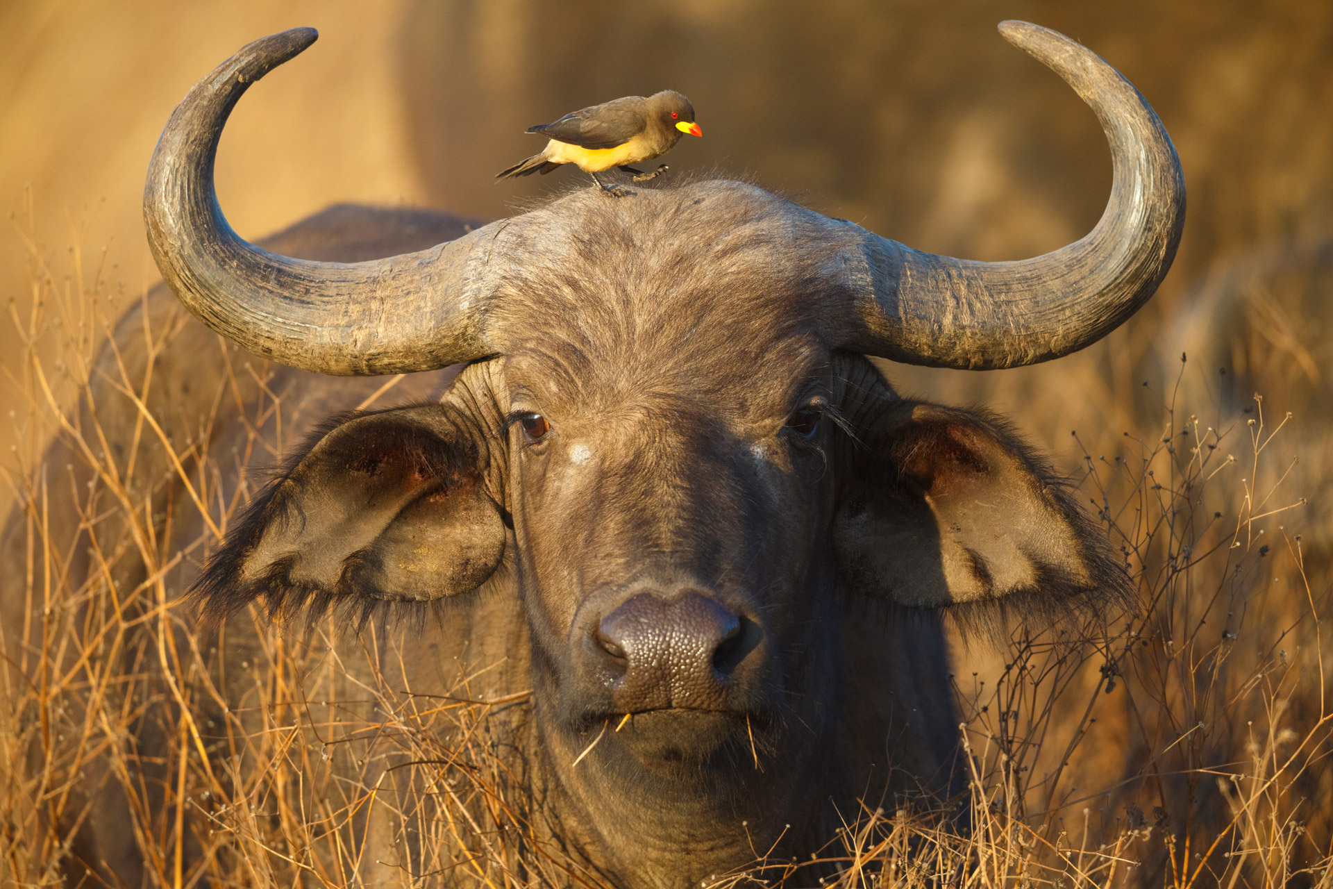Tarangire bird