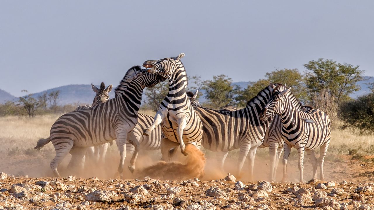 Serengeti National Park: A Wildlife Guide | Serengeti Wildlife Facts