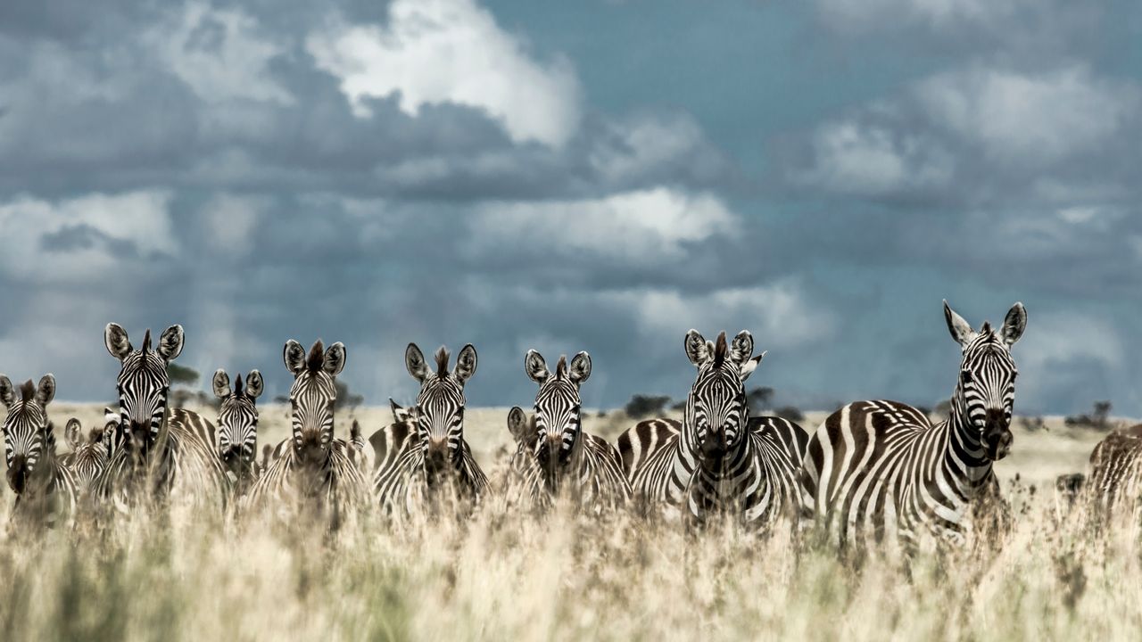 "Tanzania Safari: Unforgettable Wildlife Adventure | Tanzania Safari Tours"