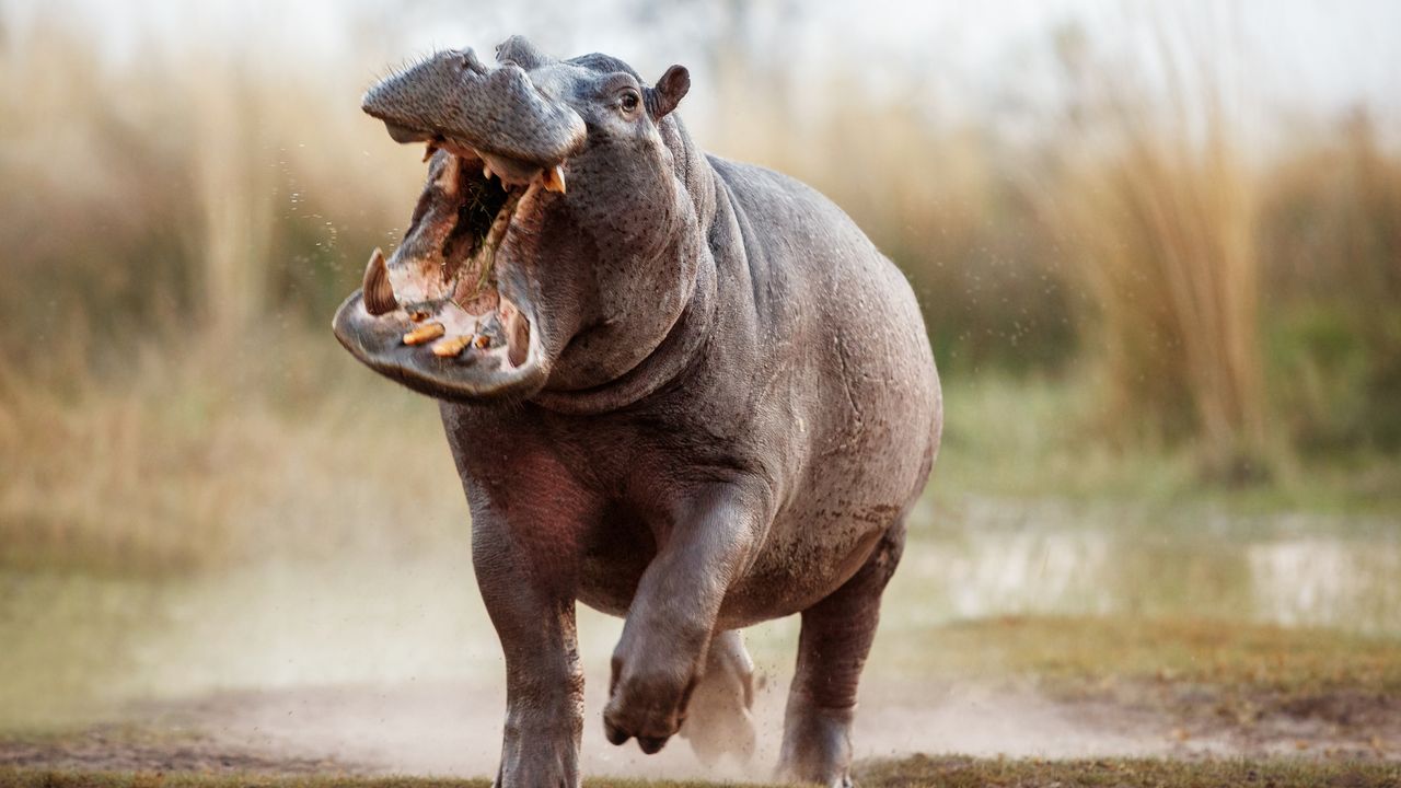 "Safari in Africa: Night Game Drives, Safari Tours & Bushwalks"