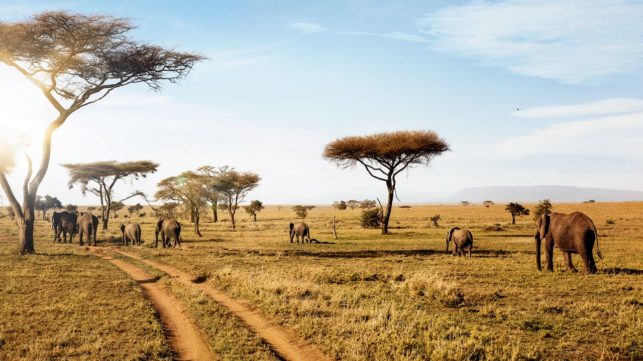 Serengeti National Park: Predator-Prey Dynamics & Game Drives