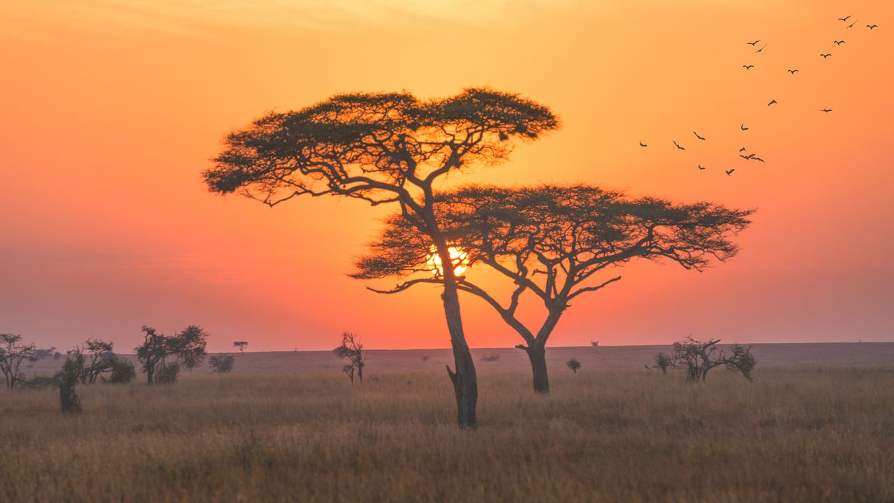 Cultural Experiences in Africa: Diversity, Interactions, Traditions