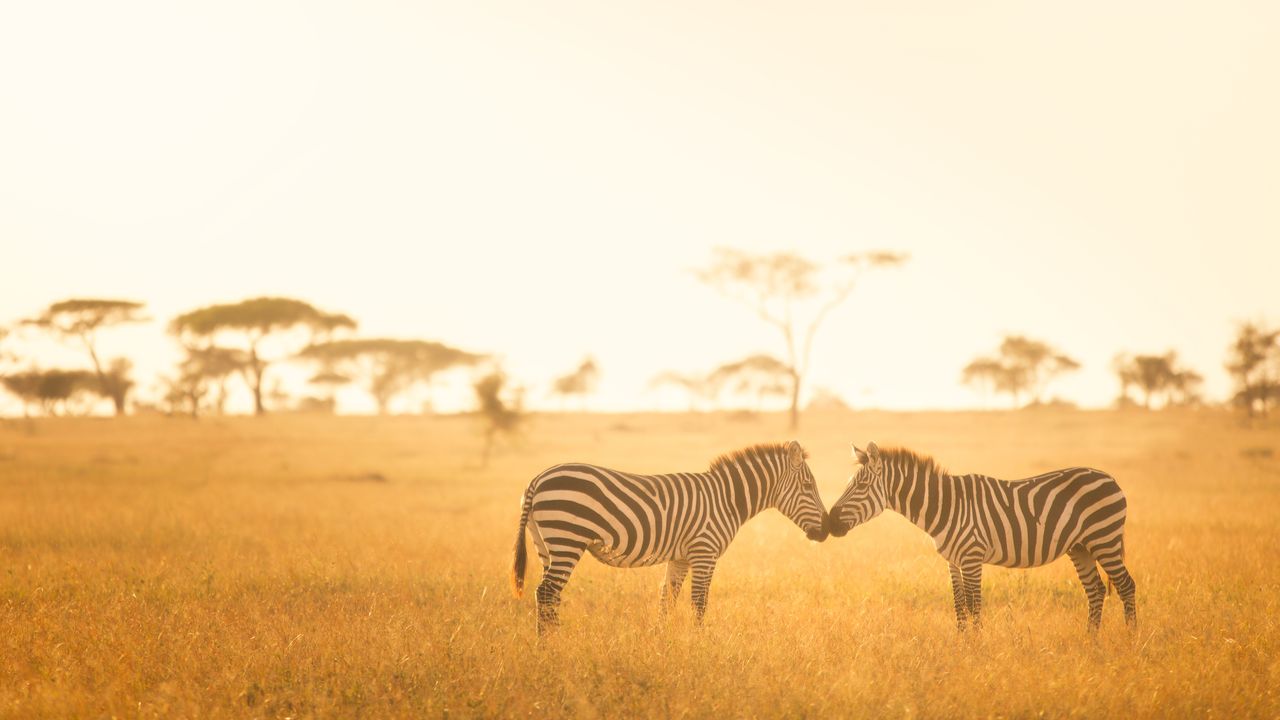 Beach Holidays in Africa: Nature and Adventure