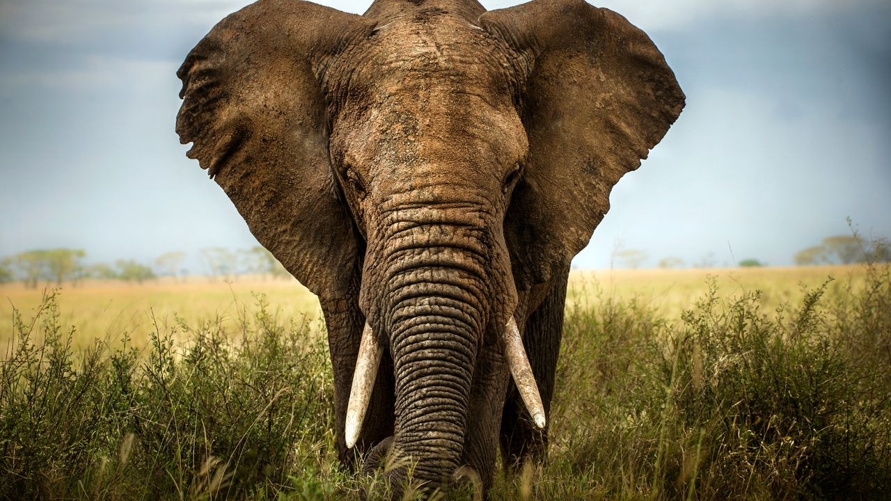 Beach Holidays in Africa: Sun, Sand, and Adventure