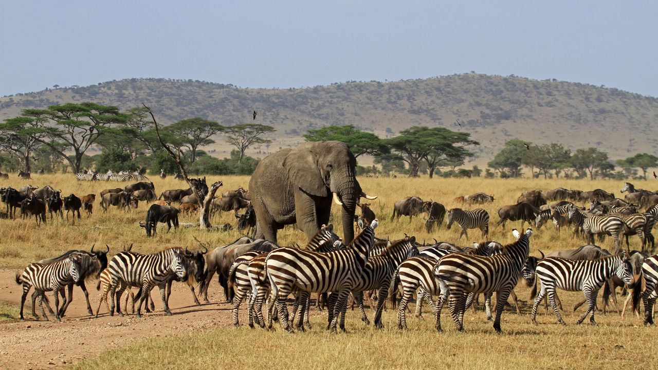 Serengeti National Park: Exploring the Ecosystem