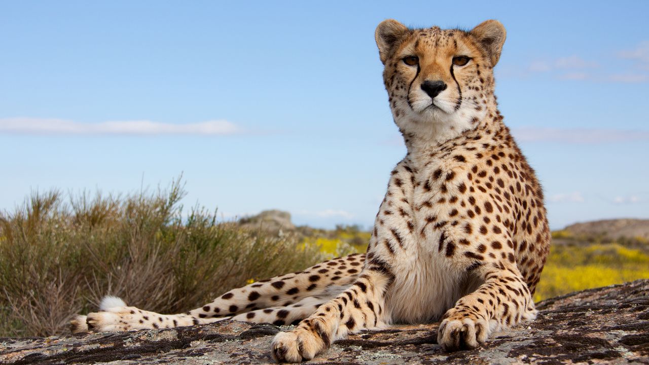Tanzania Safari: A Journey of Wonder