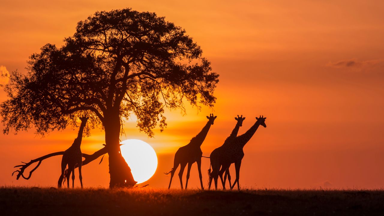 Tanzania Safari: Luxurious Adventure in Africa