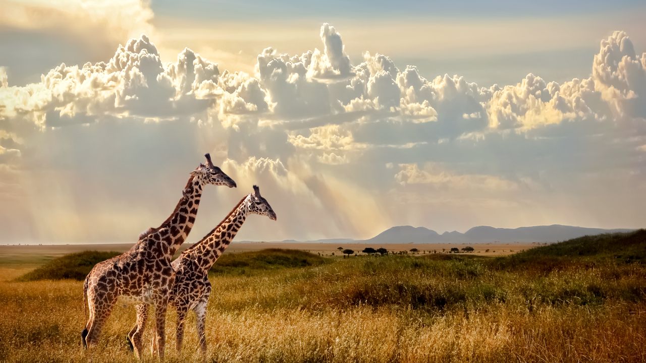 Tanzania Safari: Unforgettable Wildlife Adventure