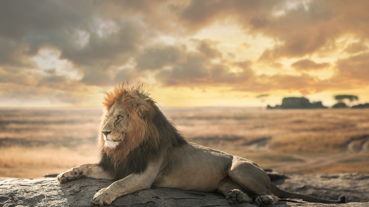 Serengeti Safari and Accommodation Guide