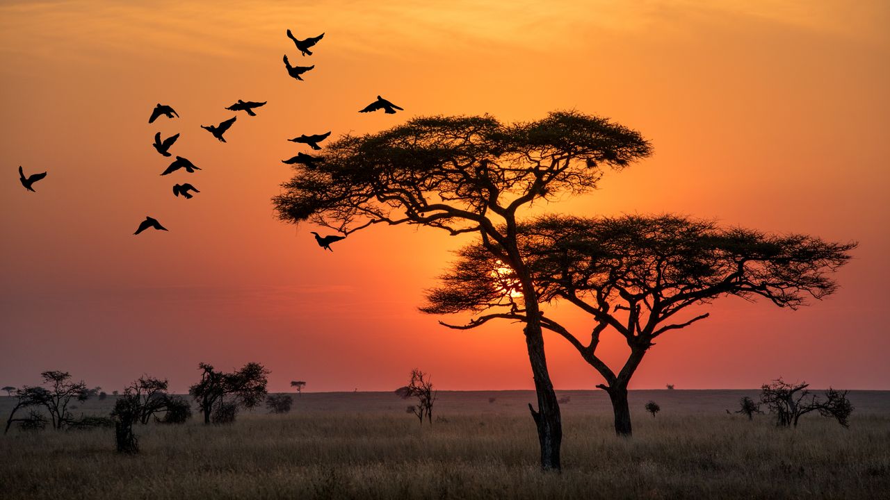 Unveiling African Beach Bliss