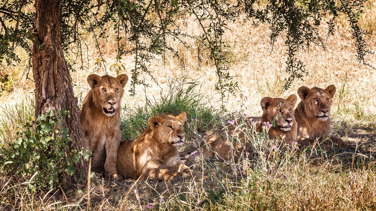 Serengeti National Park Wonders