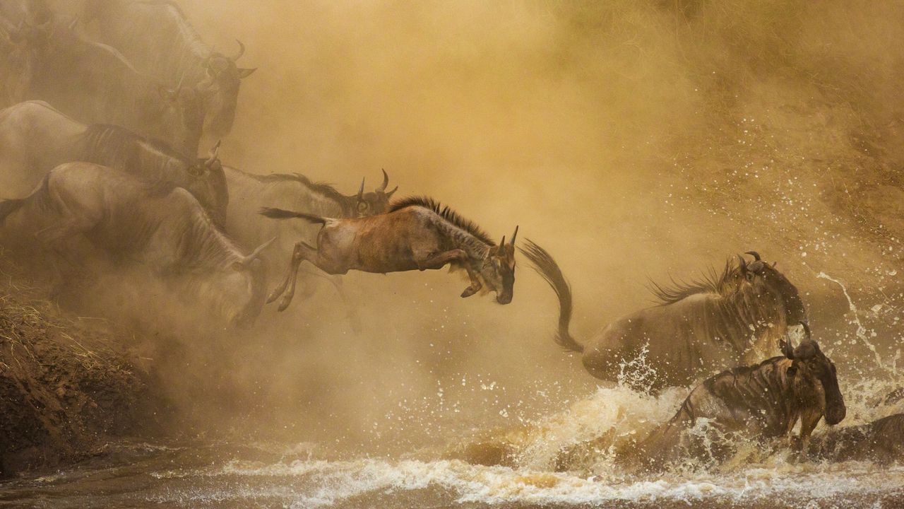 Serengeti Wildlife Adventure